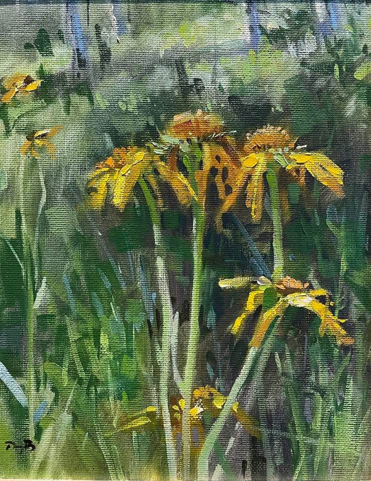 Boulder Mountain Daisy