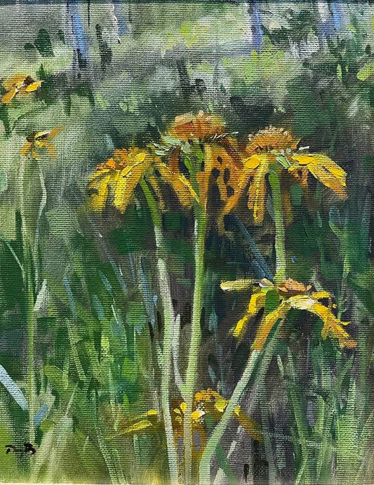 Boulder Mountain Daisy