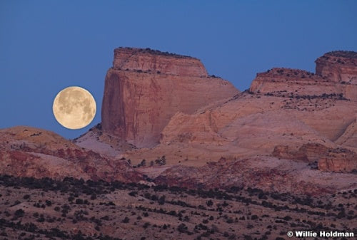 Golden Throne Full Moon