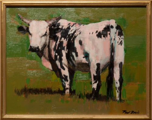 Rodeo Bull